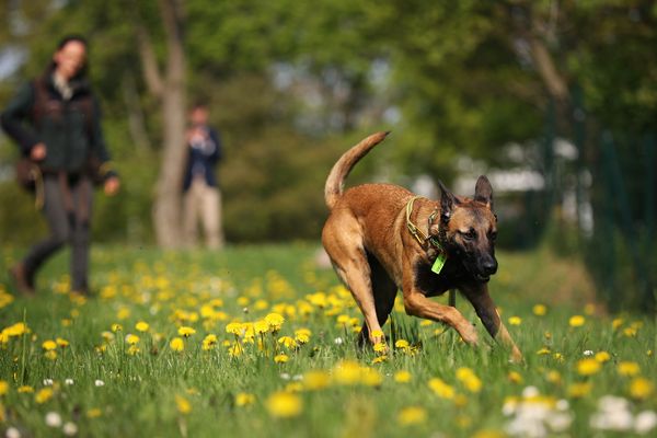 Photo d'illustration d'un chien de type malinois.