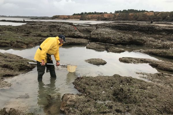 Faute de pouvoir ramasser des coquillages, certains se sont rabattus sur la pêche à la crevette.