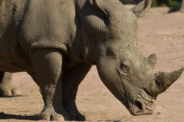 Un rhinocéros blanc du parc animal belge Pairi Daiza en 2016.