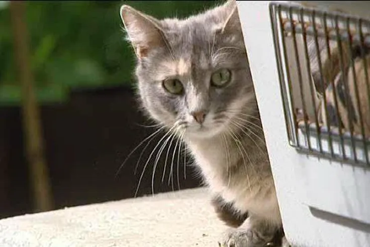 Les Chats Errants Quelle Prise En Charge