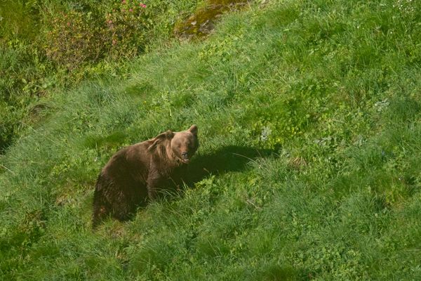 Illustration. Les tirs d'effarouchements de l'ours ne pourront plus s'effectuer en Ariège jusqu'à nouvel ordre.