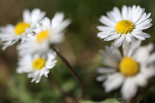 Un peu de beauté dans un monde confiné