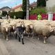 Transhumance 2024 à Malzéville (Meurthe-et-Moselle)