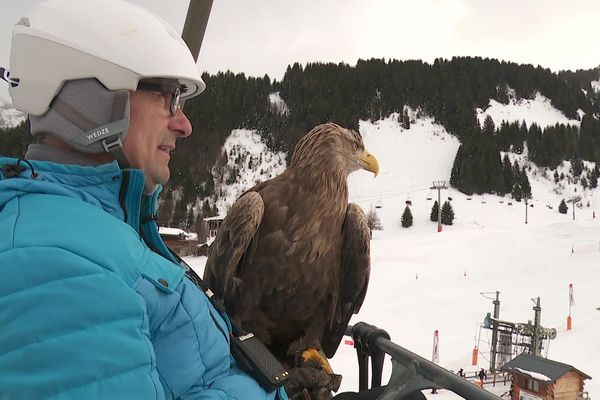 À Morzine en Haute-Savoie, une expérience incroyable est proposée aux skieurs : partager la piste avec un pygargue à queue blanche.