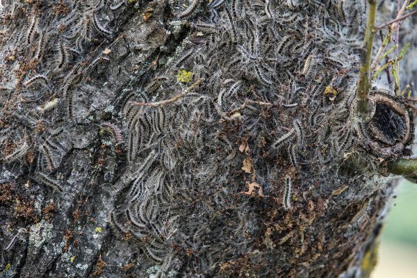 Les chenilles processionnaires sont de retour, avec le printemps, et peuvent être dangereuses pour les animaux et les humains. 