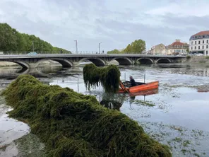 Depuis le 9 septembre, des bateaux remplis d'algues traversent le Cher à Montluçon.