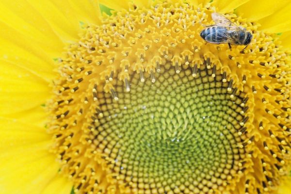 Les abeilles en transit ont préféré le camion du pizzaiolo aux fleurs