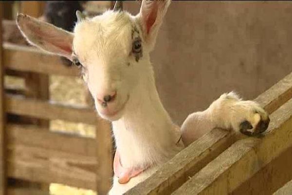 Les naissances à la ferme