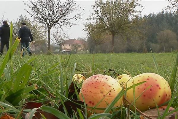 Les vergers de Glandon au sud de la Haute-Vienne. 