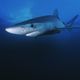 Un requin bleu s'est échoué sur la plage centrale des Sables-d'Olonne en Vendée, photo d'illustration