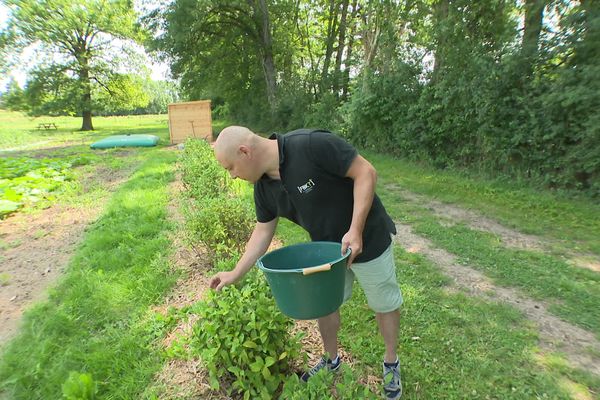 Julien David a planté 1250 théiers il y a 2 ans dans la Loire