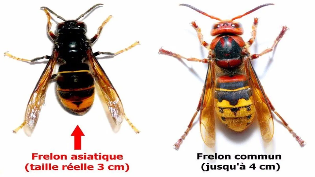 Sauriez Vous Reconnaitre Un Frelon Asiatique Que Faire Si Vous Constatez La Presence D Un Essaim