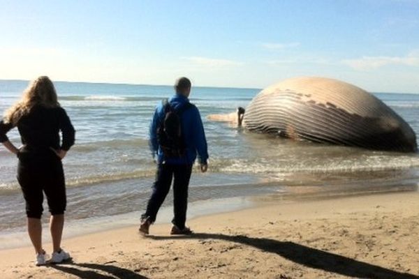 le cétacé s'est échoué sur une plage des Saintes-Maries-de-la-Mer