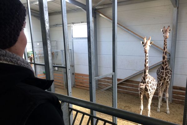 L'enclos des girafes du parc animalier d'Auvergne doit être maintenu à une température ambiante oscillant entre 16 et 20 degrés. 