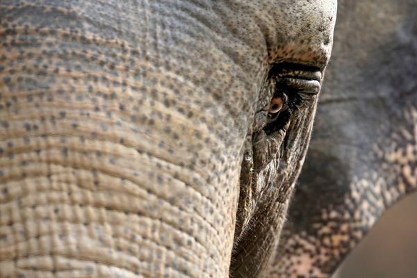 Un éléphant s'est échappé d'un cirque, mercredi 10 mai, à Clermont-Ferrand. 