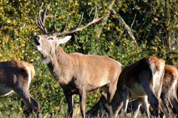 Le cerf brâme pendant la saison des amours entre le 15 septembre et le 15 octobre environ