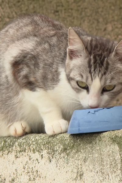 Sur l'île de Ré, des dizaines de chats ont disparu en l'espace d'un été.