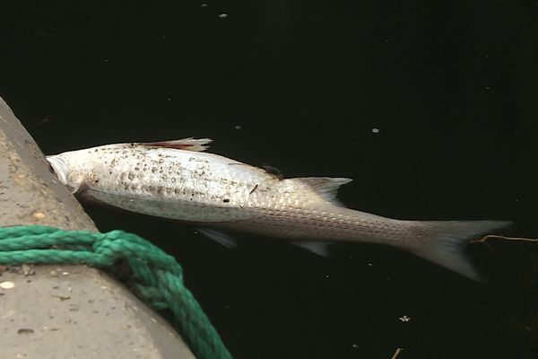 Des poissons morts sont retrouvés en quantité importante depuis plusieurs semaines dans le canal du Rhône à Sète.