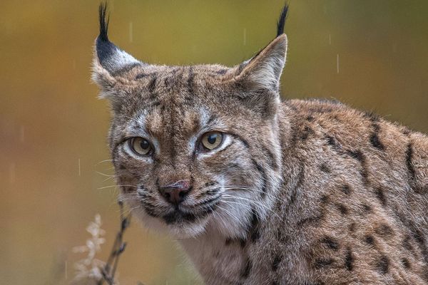 En 2024, la population de lynx eurasiens en Europe était estimée à un total de 9400 individus par les experts.