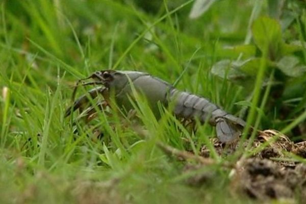 L'écrevisse de Louisiane (Procambarus clarkii) est un crustacé décapode d'eau douce originaire du Mexique et du Sud est des États-Unis et, comme son nom l'indique, très abondant en Louisiane.