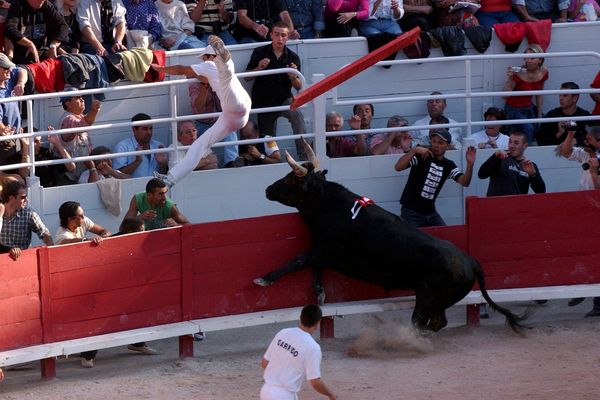 Un spectateur a été blessé lors d'une course carmargaise, jeudi 9 mai alors qu'il se trouvait dans la contre-piste des arènes de Vauvert dans le Gard au sud de Nîmes. Il a reçu plusieurs coups de cornes. Il est blesssé mais son pronostic vital n'est pas engagé. (Photo d'illustration)