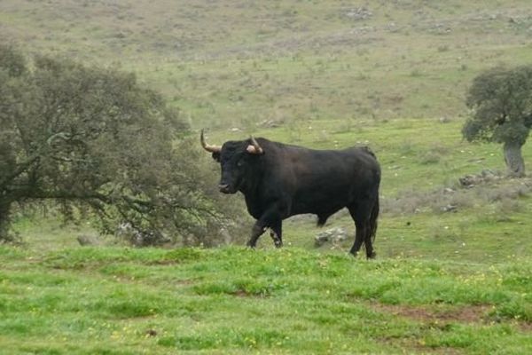 Victorino fête les 50 ans de sa ganadería ce week-end à Saint-Sever.