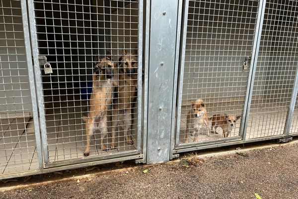 La SPA de Montpellier lance un appel aux adoptions, après l'évacuation du refuge l'Arche de Noël à Béziers.