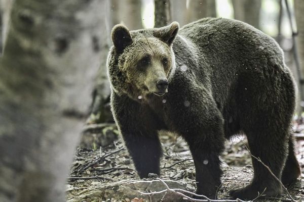 L'étude des ours peut aider à lutter contre des maladies telles que la perte musculaire ou l'obésité.