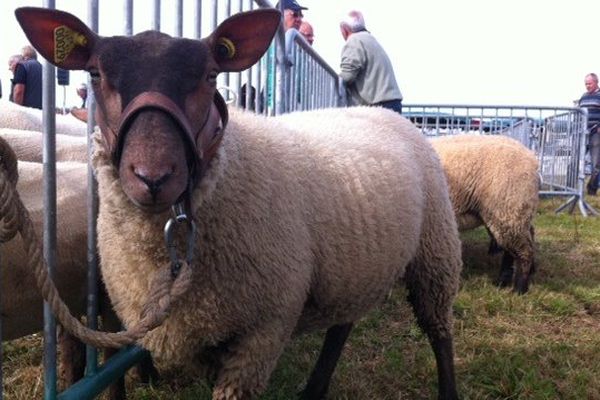 Le roussin de la Hague, la star de la foire de Jobourg !