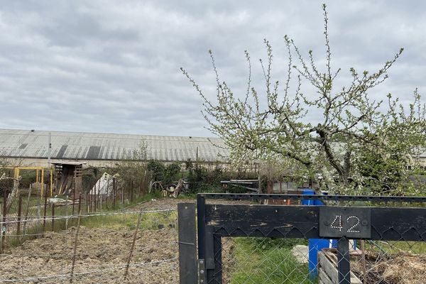 À Coulounieix-Chamiers, 85 particuliers louent à l'année un lopin de terre auprès de l'association Jardinot. 