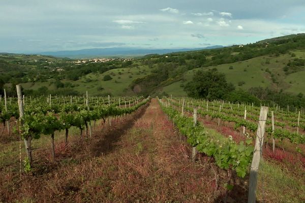 En Ardèche méridionale, les petites exploitations agricoles rompues à l'exercice de la vente directe, du circuit court, sont nombreuses à finalement s'en sortir grâce à cet élan de proximité