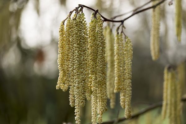 La pollinisation des noisetiers est terminée