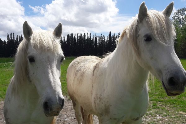 Au milieu des chevaux Camargue, en suivant les "piades du matin"