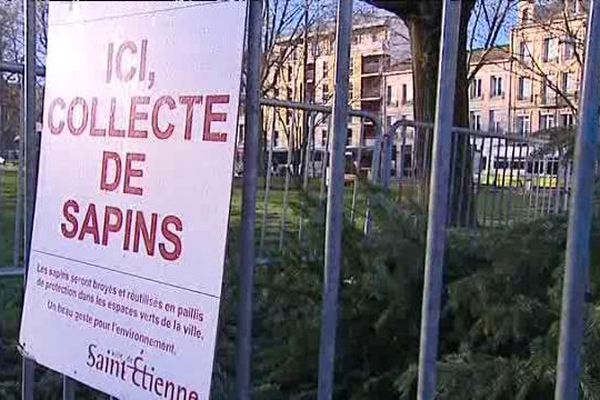 Saint-Etienne : collecte et recyclage des sapins de Noël