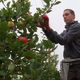 Dans ce verger du Maine-et-Loire, les pommes sont scrutées dans le détail. Le temps humide les fait mûrir moins rapidement, au risque de les faire éclater.