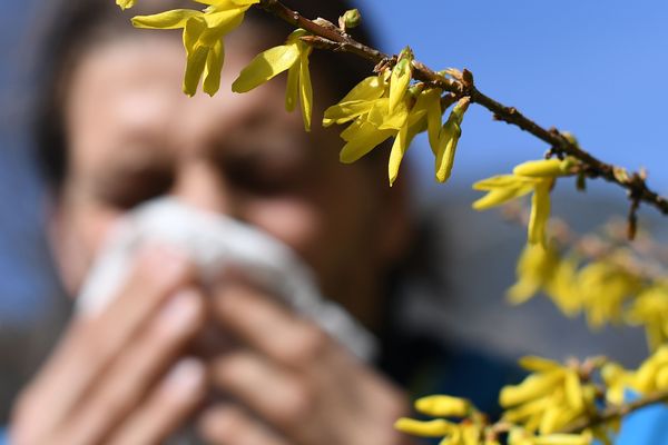 Les pollens de graminées sont très présents dans onze départements d'Auvergne-Rhône-Alpes.