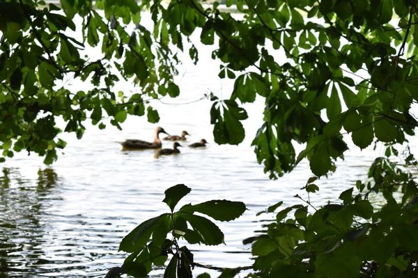 Des canards au lac d'Ardres, près de Calais.