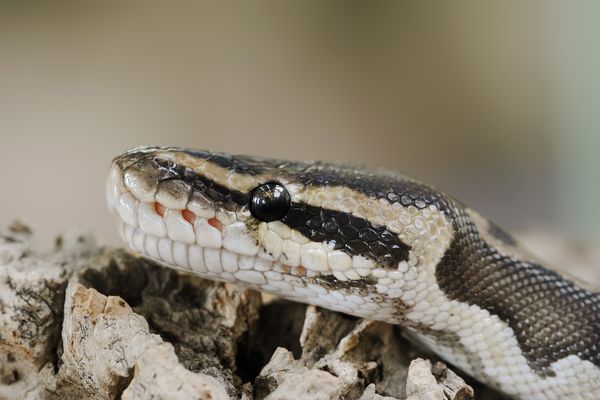 Un python a été retrouvé dans un bus à Mont-Saint-Aignan, près de Rouen (Seine-Maritime), lundi 3 juin 2024.