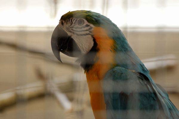 L'un des perroquets présent au zoo refuge La Tanière.