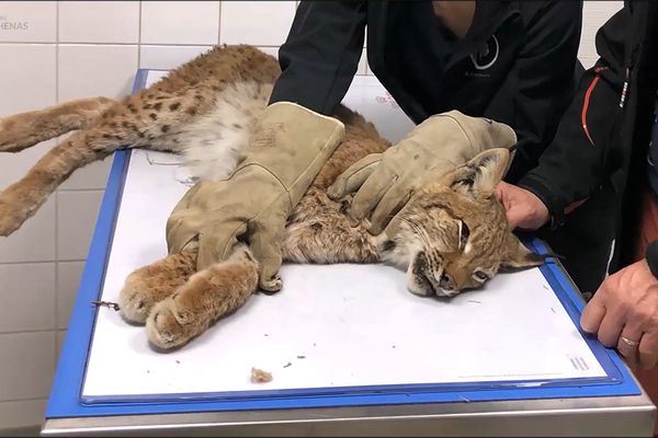 Ce lynx boréal, percuté par une voiture, va devoir être euthanasié. 