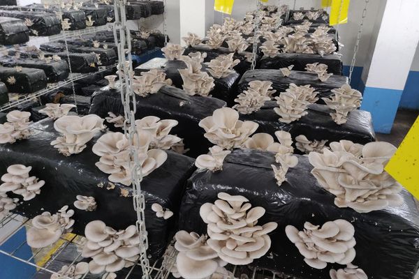 Cultivation of oyster mushrooms.