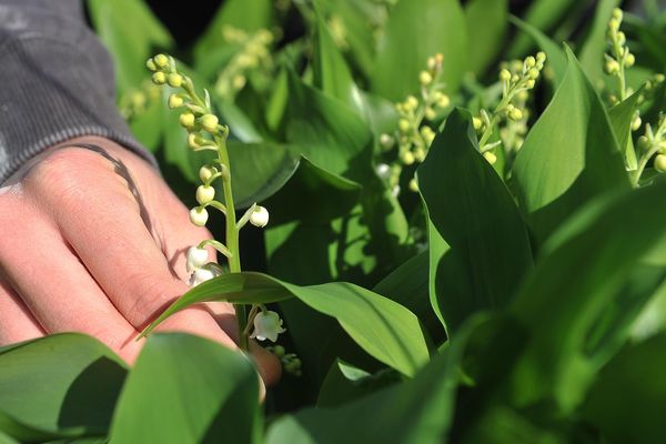 Les maraîchers nantais produisent  80%du muguet vendu en France pour le 1er mai.