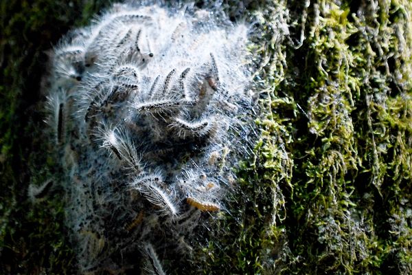 Les chenilles processionnaires du chêne sont de retour dans le Grand-Est, attention, leurs poils urticants sont nocifs.