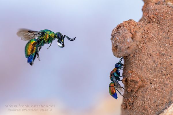 Près de Montpellier, dans l'Hérault, une guêpe coucou saisie en plein vol en train d'essayer de pénétrer dans le terrier d'argile d'une abeille maçonne. Comme l'oiseau du même nom, cet insecte de plus en plus rare, a l'habitude de faire son nid chez les autres.