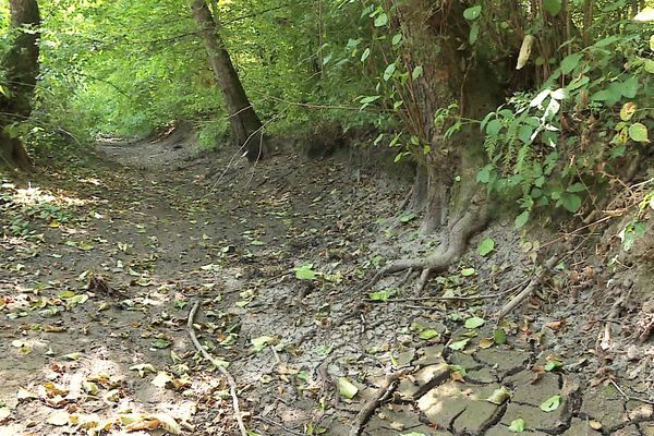 Les cours d'eau souffrent de la chaleur