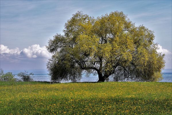 Un arbre et la mer