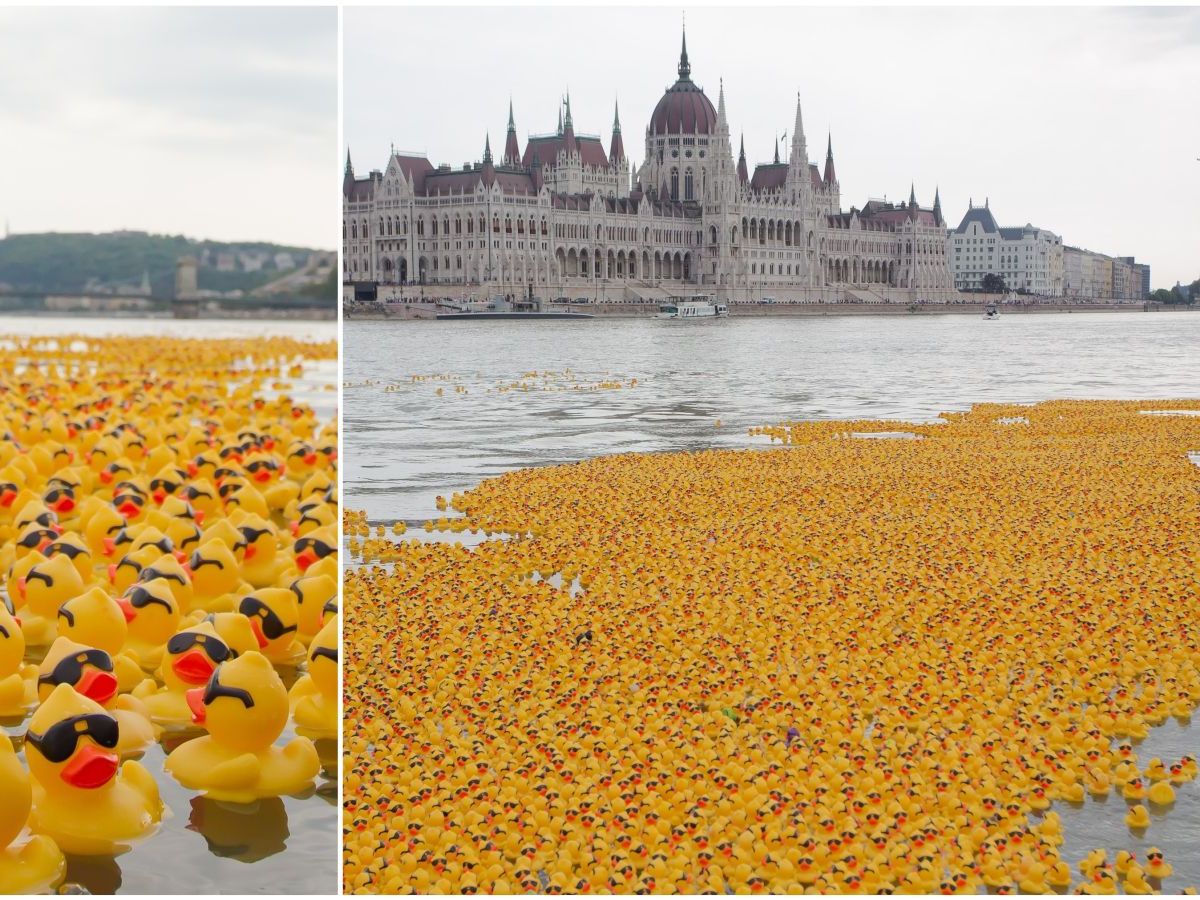 Une course géante avec des milliers de canards en plastique prévue sur la  Garonne à Toulouse