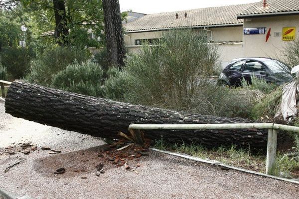 Une mini tornade a provoqué la chute de plusieurs arbres, comme ici en 2006