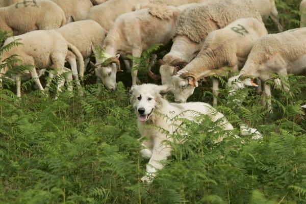 Image d'archive d'un patou des Pyrénées