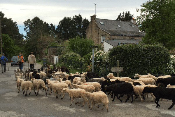 La transhumance dans le Morbihan